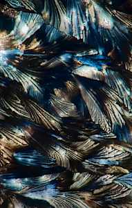 Macro 003