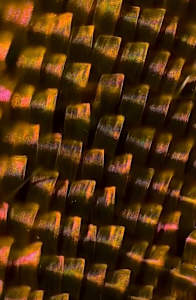 Macro 53