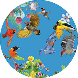 In Flight - Native Birds of Maryland