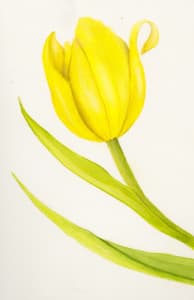 Yellow Tulip