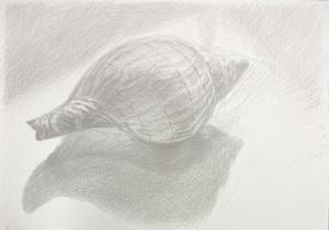 Tulip Shell, Sanibel