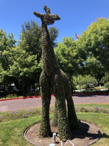 Circle of Friends (Giraffe)