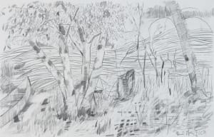 Canoe and Birch Trees