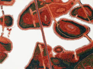 Salt Lakes on Onslow Road