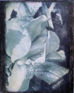 Black White Iris