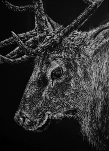 The Sly Elk