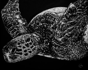 Beneath the Waves the Sea Turtle Swims