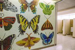 Minnesota Lepidoptera