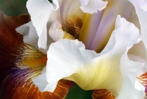 Rich Soil, Green Thumbs