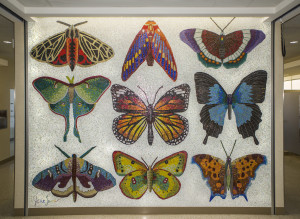 Minnesota Lepidoptera