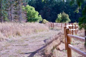 Wood Fence Guiding Path