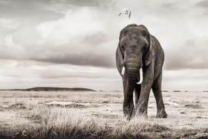 Desolation 1/12 41X61"