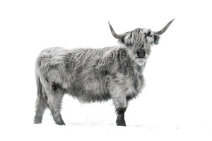 Highland Cattle II 8/20 40X55"