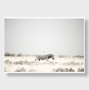 The Bird & The Zebra 1/12 24X36"