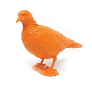 BELONGING (orange pigeon upright)