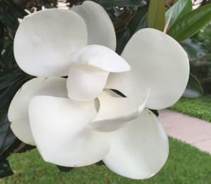 St Alban's Magnolia