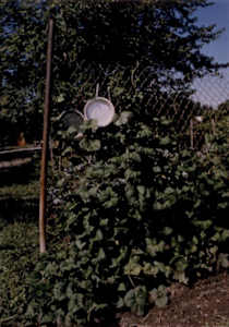 Garden: Pole beans on fence with pie pans