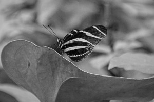 Finding Balance On A Tightrope