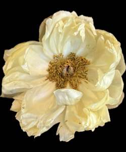 After Bloom, A Rose