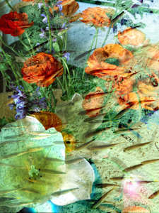 Hallucinations Flowers and Fish