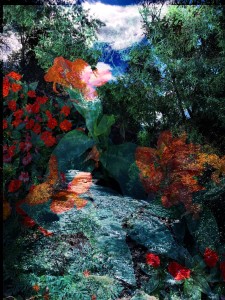 Rushing Waters and Wildflowers in Aspen 4