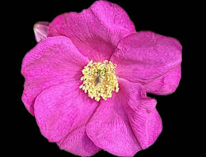 Beach Rose with a Bee