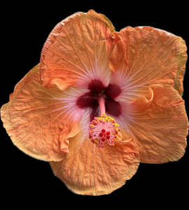Hibiscus that I Grew
