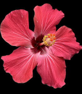 Bright Hibiscus