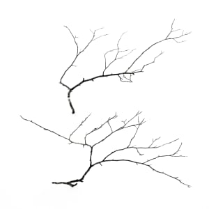 2 branches