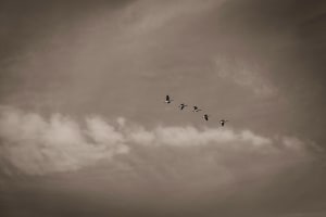 5 geese in flight