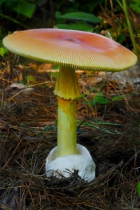 Amanita jacsonii