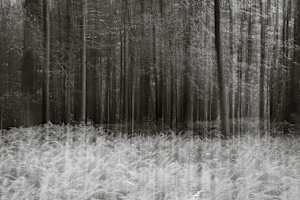 Ferns and hemlocks