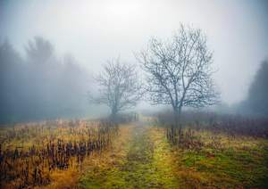 Magic Meadow Apples