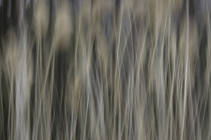 Windy Reeds