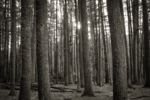 Big Deep Pines at Sunset