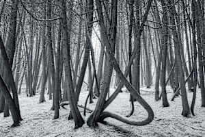 Cedar Grove