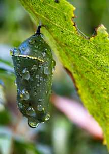 Crysalis II