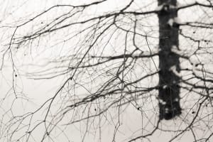 winter hemlock