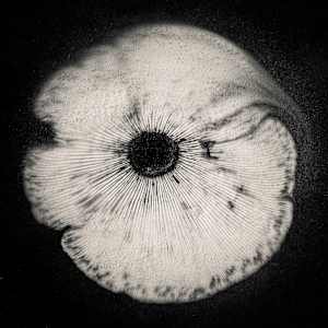 Spore print #1