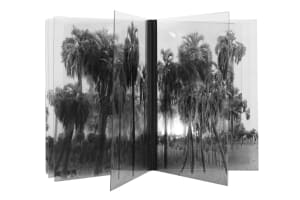 Palms de la serie "Ad infinitum"