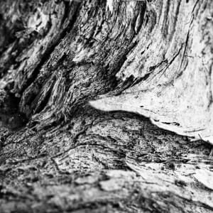 12 Louisiana Texture 003