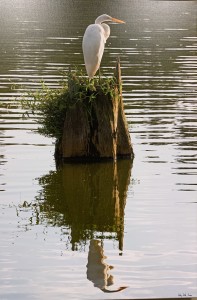 Egret, Baton Rouge Lakes (2)