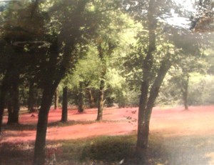 Trees