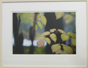 Aralia
