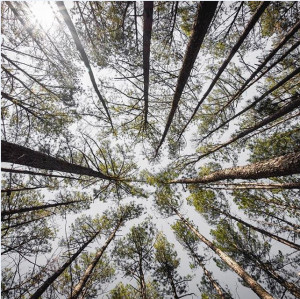 Natural Symmetry - Chattahoochee Nature Forest