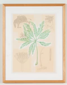 South African Cussonia Spicata (Kiepersol) (12/34) (Caversham, Personal Vocabulary)