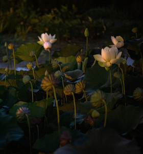 Lotus