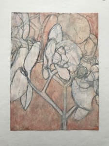 Orchid Study