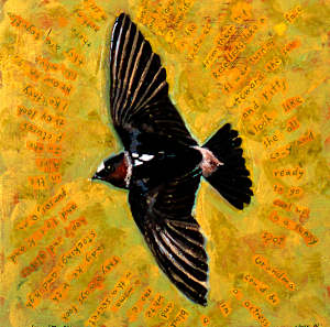 Cliff Swallow