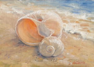 Moon Shells